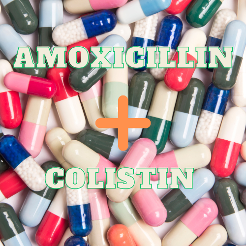 PHỐI HỢP KHÁNG SINH (Amoxicillin + Colistin)