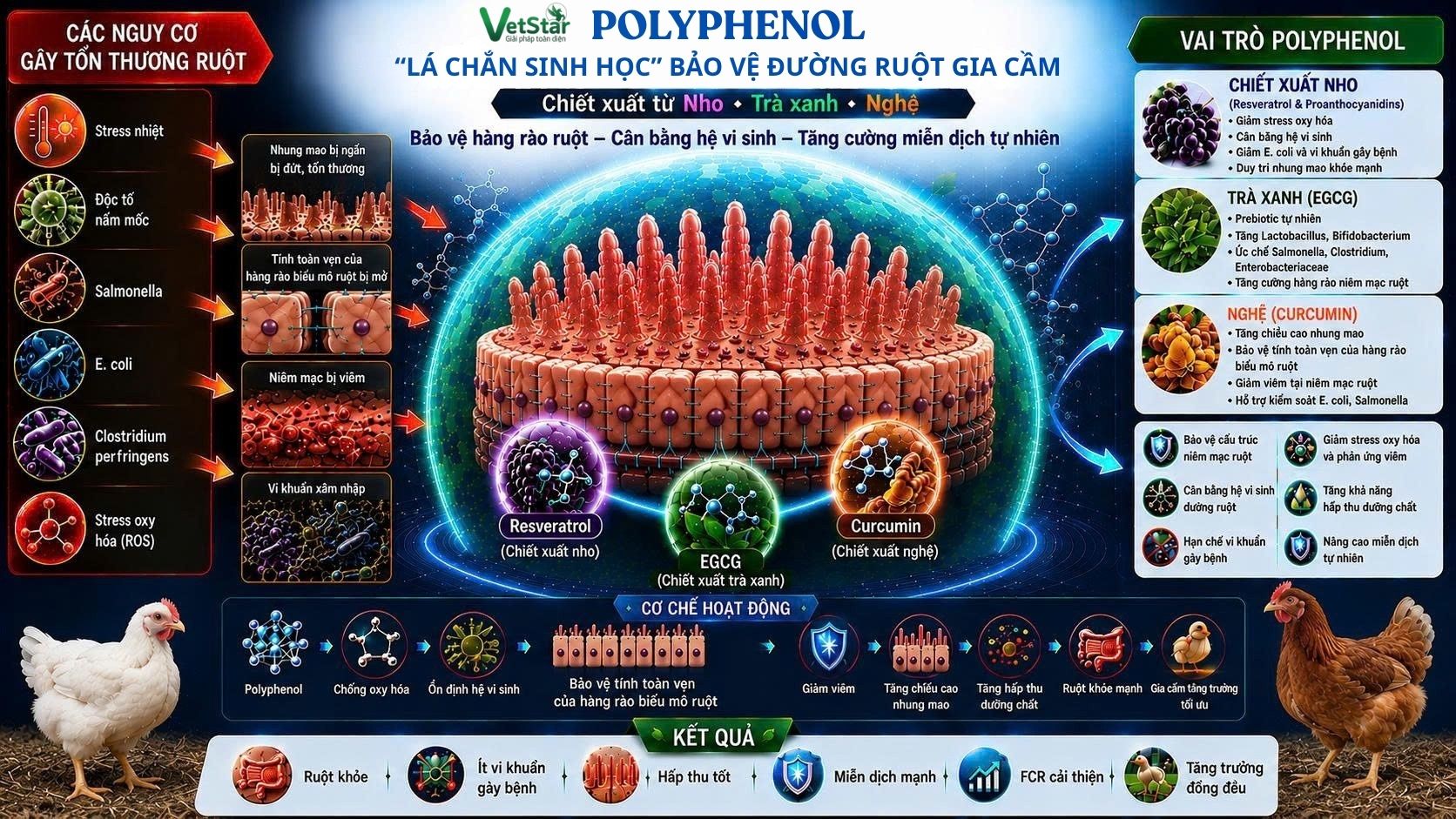 polyphenol-la-chan-sinh-hoc-bao-ve-suc-khoe-duong-ruot-gia-cam