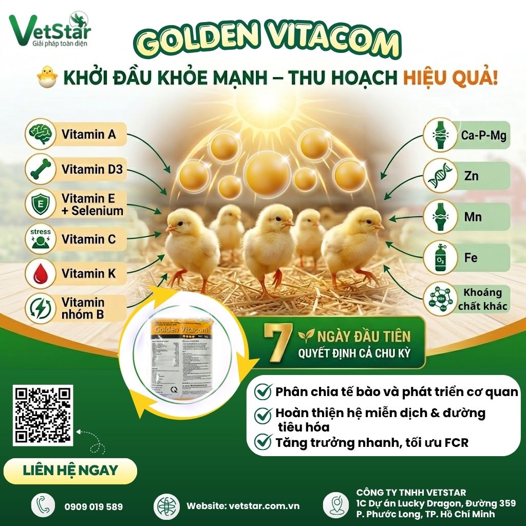 ga-con-khoe-manh-khong-chi-can-thuc-an-ma-can-du-vitamin-amp-khoang-chat-ngay-tu