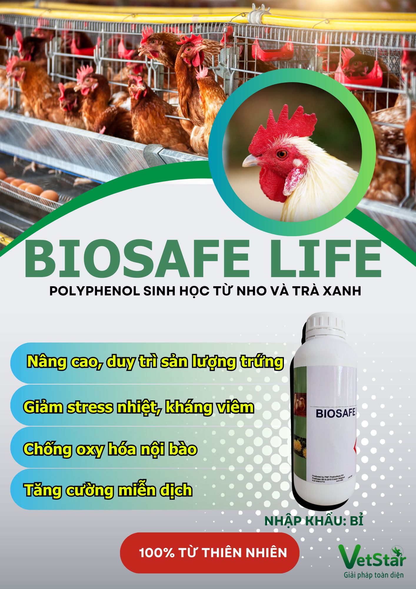 TẠI SAO GÀ GIẢM ĐẺ ĐỘT NGỘT VÀ BÍ QUYẾT PHÒNG CHỐNG HIỆN TƯỢNG GIẢM ĐẺ
