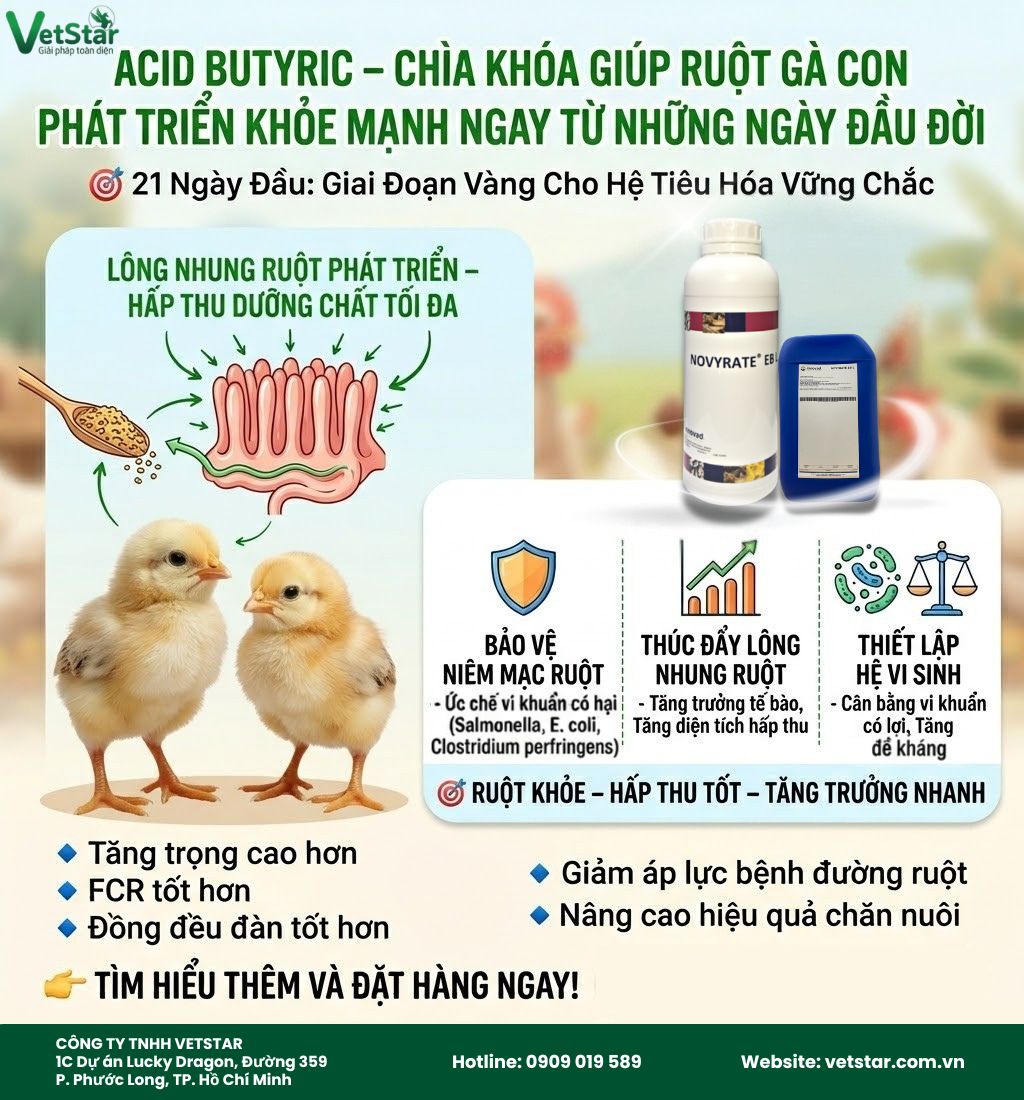 acid-butyric-chia-khoa-giup-ruot-ga-con-phat-trien-khoe-manh-ngay-tu-nhung-ngay-