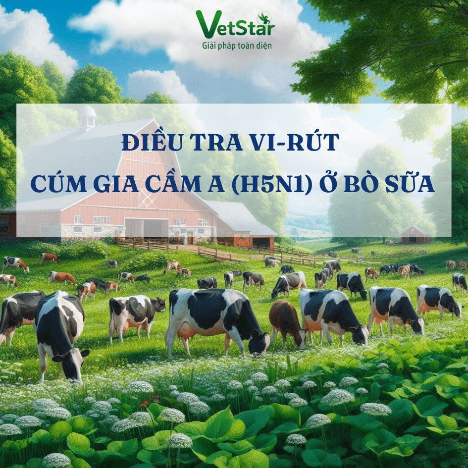 Điều tra vi-rút cúm gia cầm A (H5N1) ở bò sữa