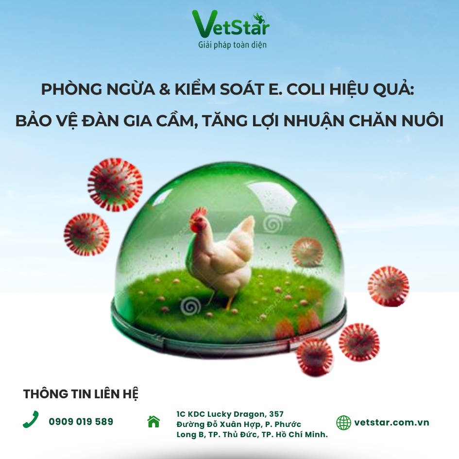 Phòng Ngừa & Kiểm Soát E. coli Hiệu Quả: Bảo Vệ Đàn Gia Cầm, Tăng Lợi Nhuận Chăn Nuôi