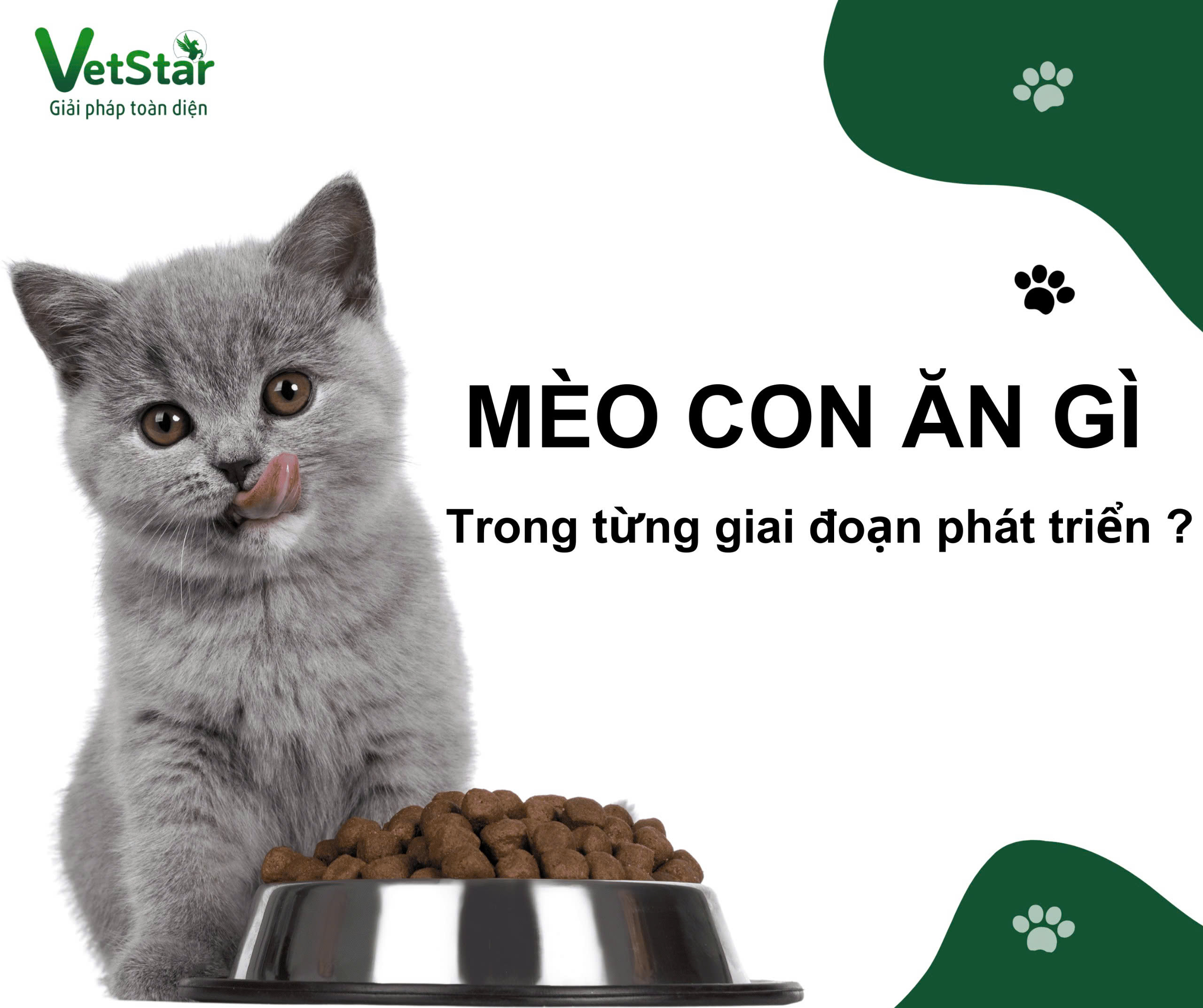Mèo Con Ăn Gì Trong Từng Giai Đoạn Phát Triển?