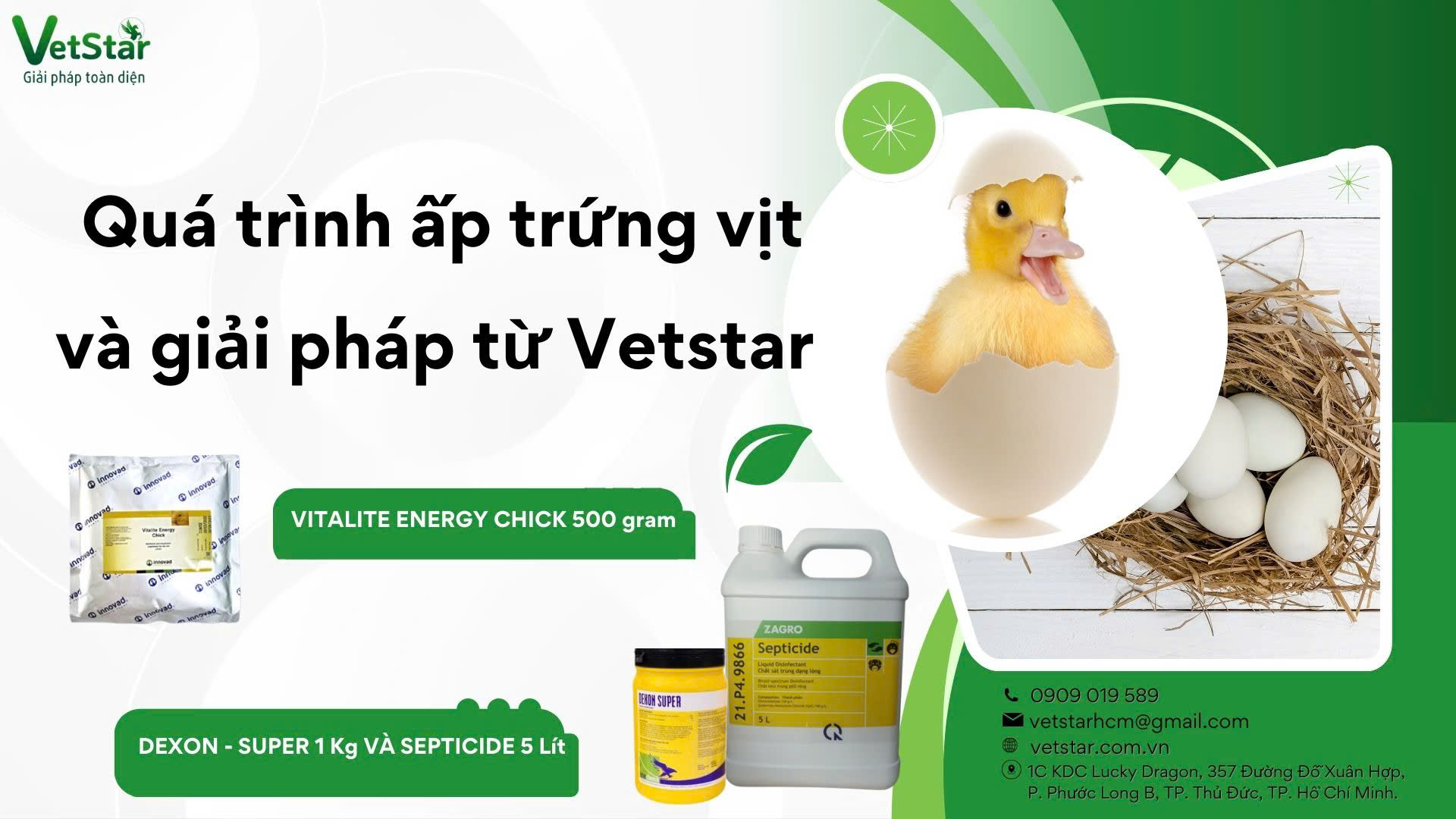 QUÁ TRÌNH ẤP TRỨNG VỊT VÀ GIẢI PHÁP TỪ VETSTAR