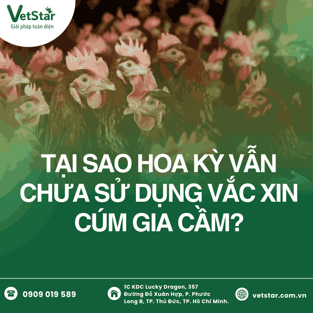 TẠI SAO HOA KỲ VẪN CHƯA SỬ DỤNG VẮC XIN CÚM GIA CẦM?