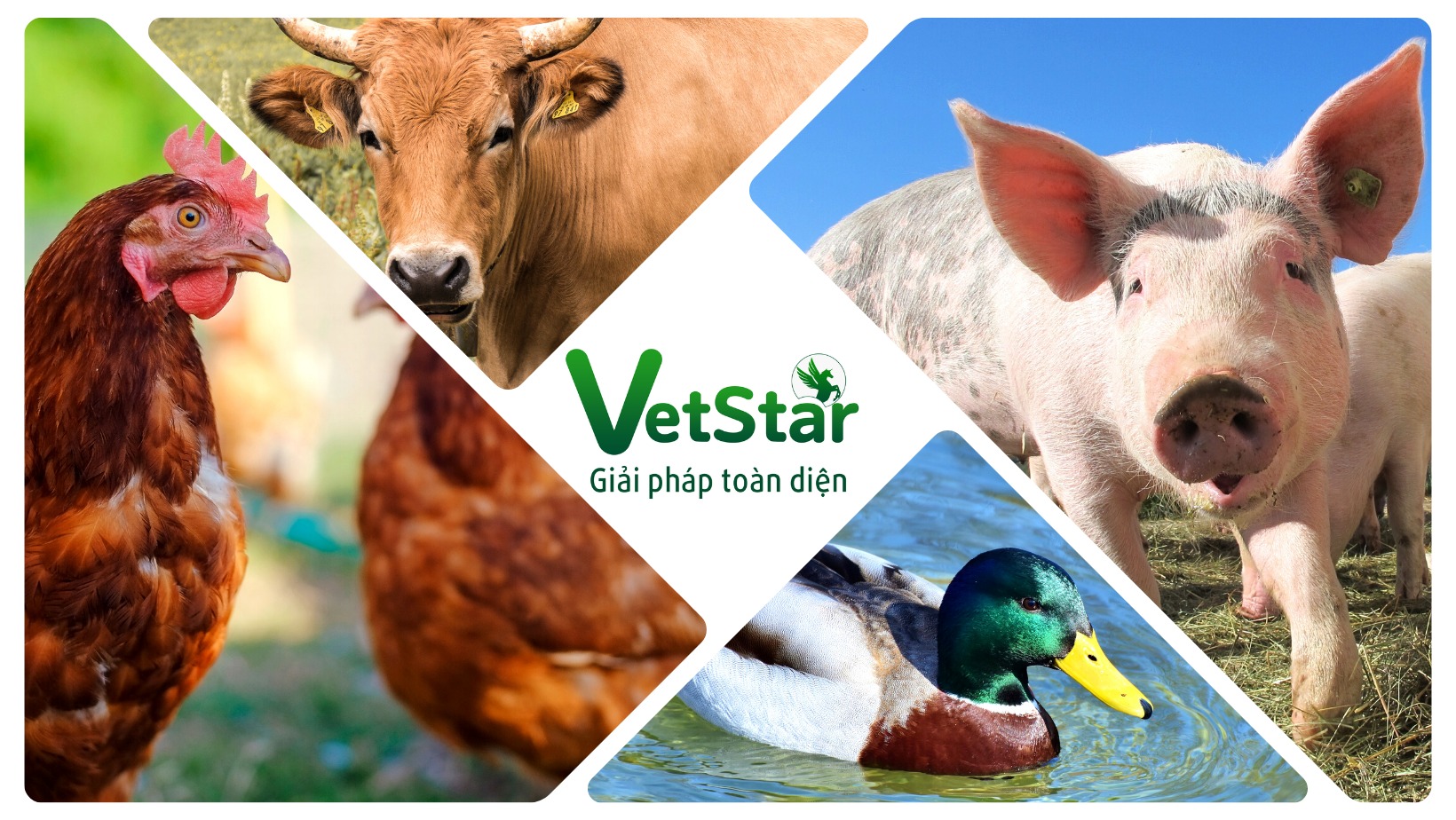 Công ty TNHH Vetstar