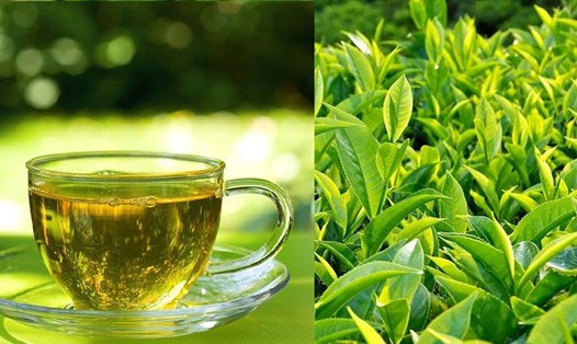 5 Thời Điểm Không Nên Uống Nước Chè Xanh – Sai Lầm Nhiều Người Mắc Phải