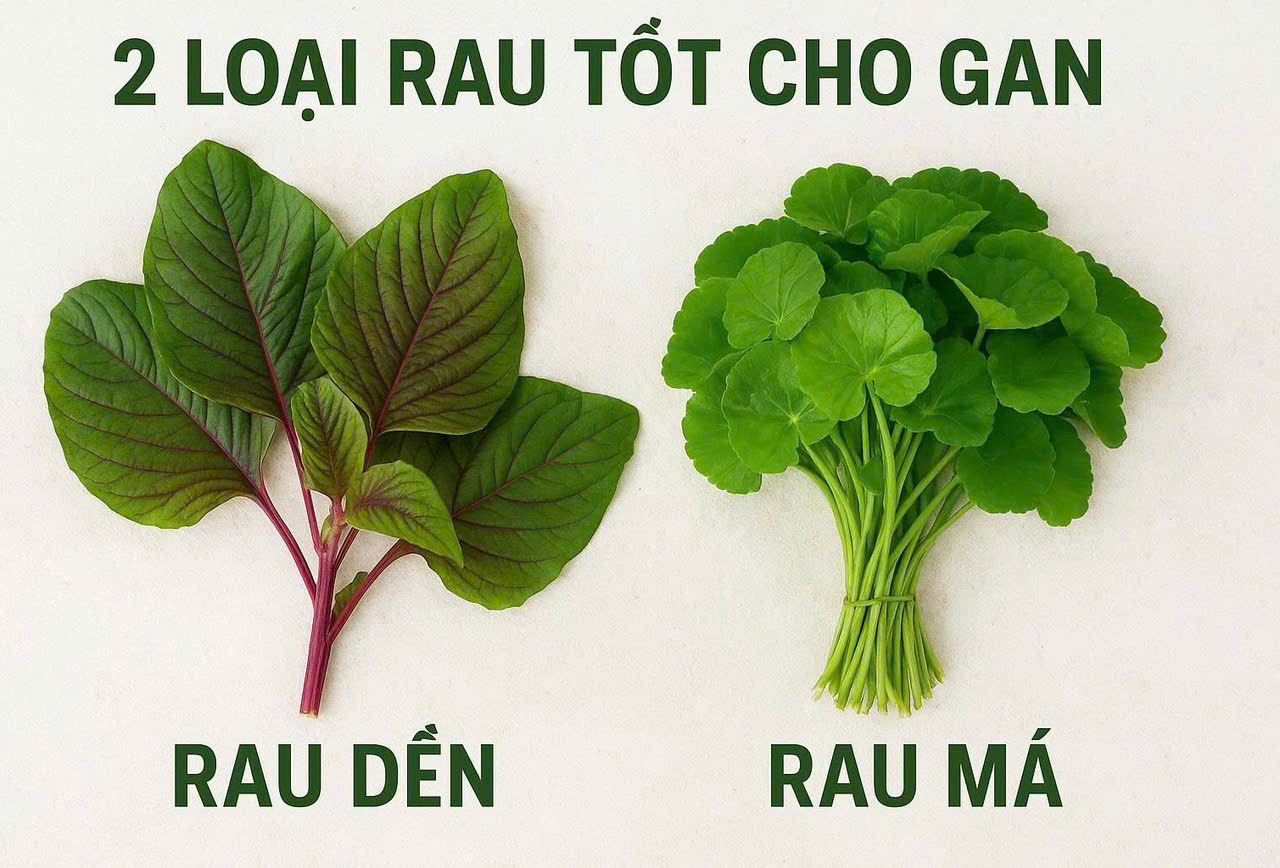 2 Loại rau tốt cho gan giúp thanh lọc cơ thể, giải độc và giảm nóng trong hiệu quả