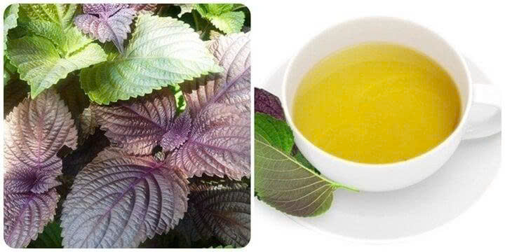 3 Nhóm Người Tuyệt Đối Không Nên Uống Nước Lá Tía Tô – Đừng Chủ Quan Với Loại Lá Quen Thuộc Này!