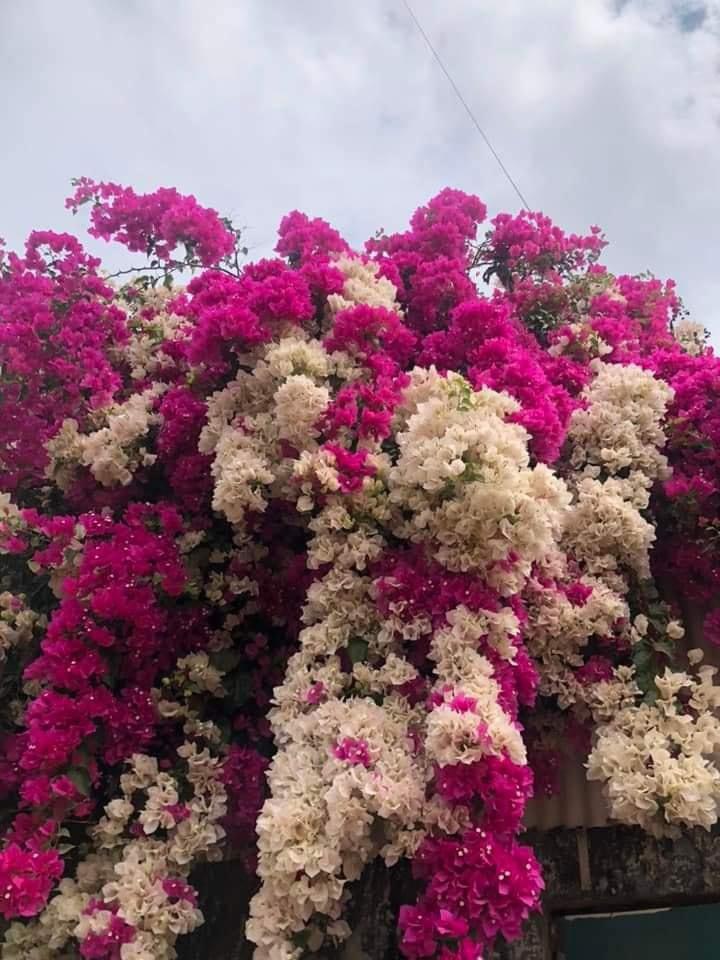 Đại Ngọc Sơn Garden