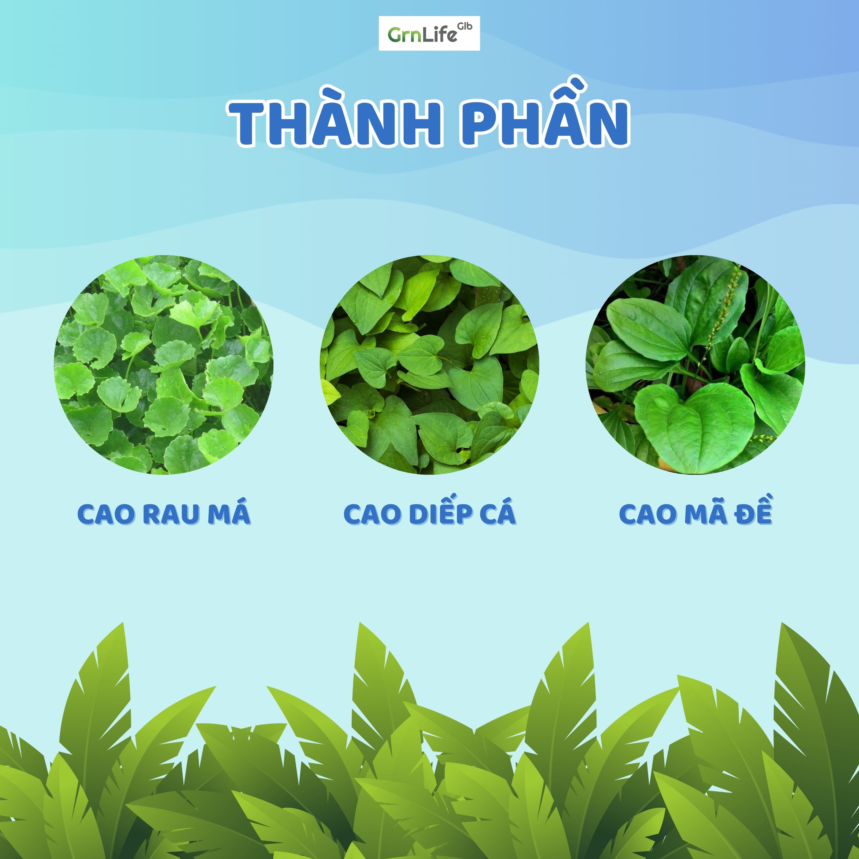 Trà rau má diếp cá GrnLife (Hộp 20 gói x 10g) - Thanh nhiệt, nhuận tràng, giảm trĩ, giảm mụn