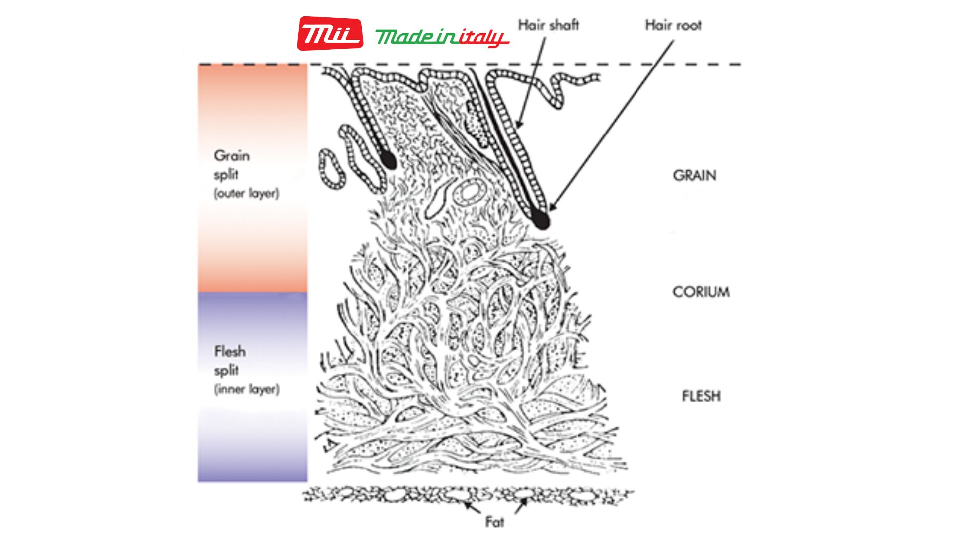 Phân loại các lớp da (Layer) của da thật