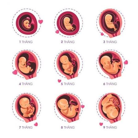 Bảng cân nặng thai nhi chuẩn theo từng tuần mẹ bầu cần biết và lưu ý