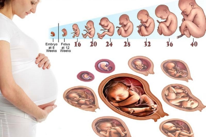 bảng cân nặng thai nhi theo tuần