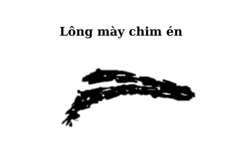 Giao da mi (Lông mày đuôi chim én)