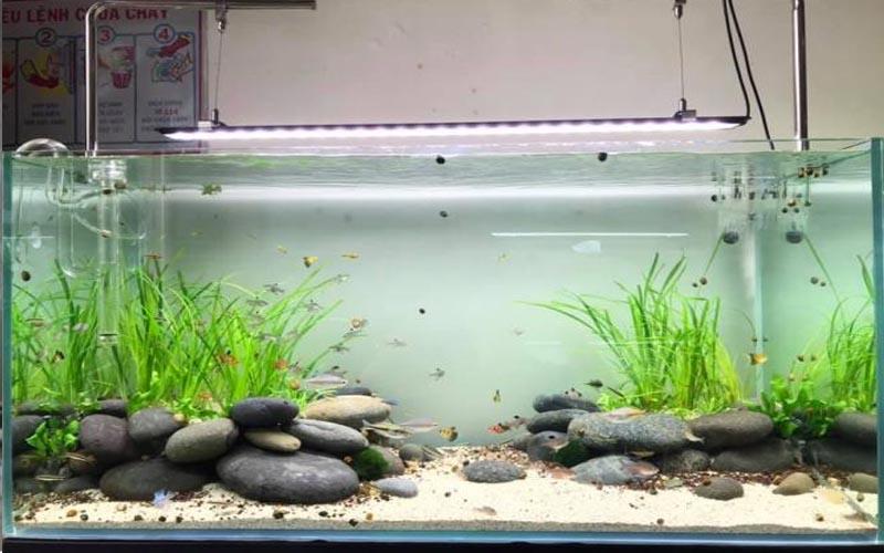 Các loại sạn, sỏi, cát dùng để trang trí cho hồ cá