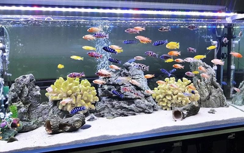 San hô là một vật phẩm trang trí hồ cá tuyệt đẹp