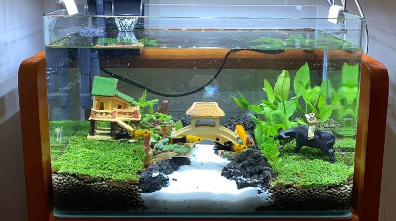 Chọn bể cá có kích thước phù hợp