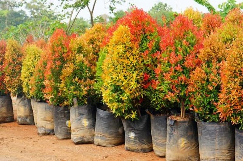 Hướng dẫn phương pháp chăm sóc cây hồng lộc