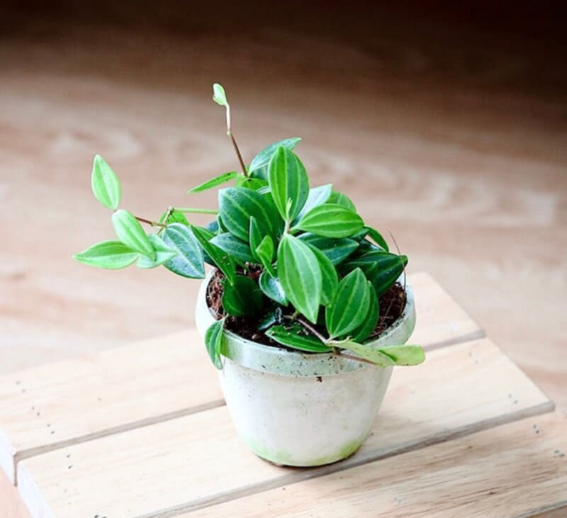 Mệnh gì phù hợp để trồng cây Bình An?