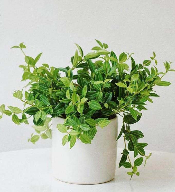 Nước tưới cho cây