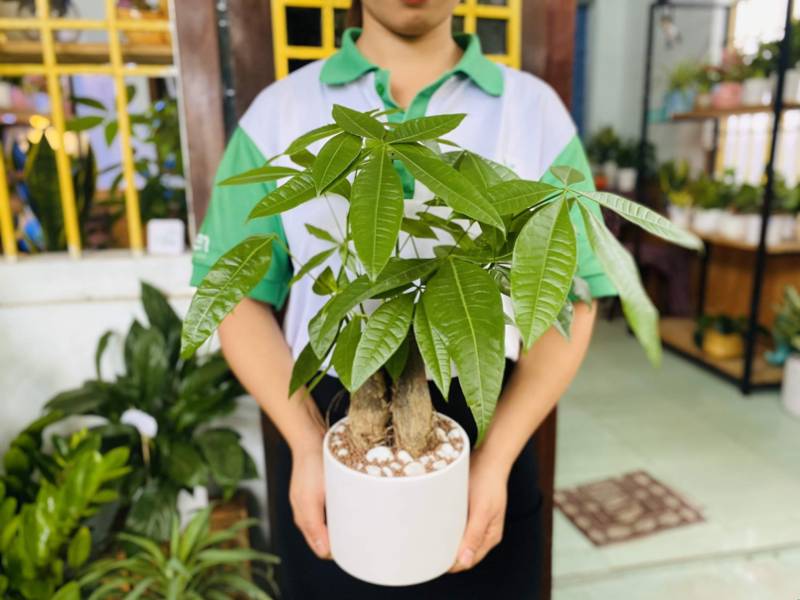 Cây phong thủy mang đến nhiều ý nghĩa tốt đẹp cho gia chủ
