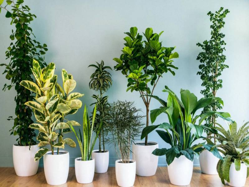 Cây cảnh phong thủy giúp thu hút tiền tài và may mắn