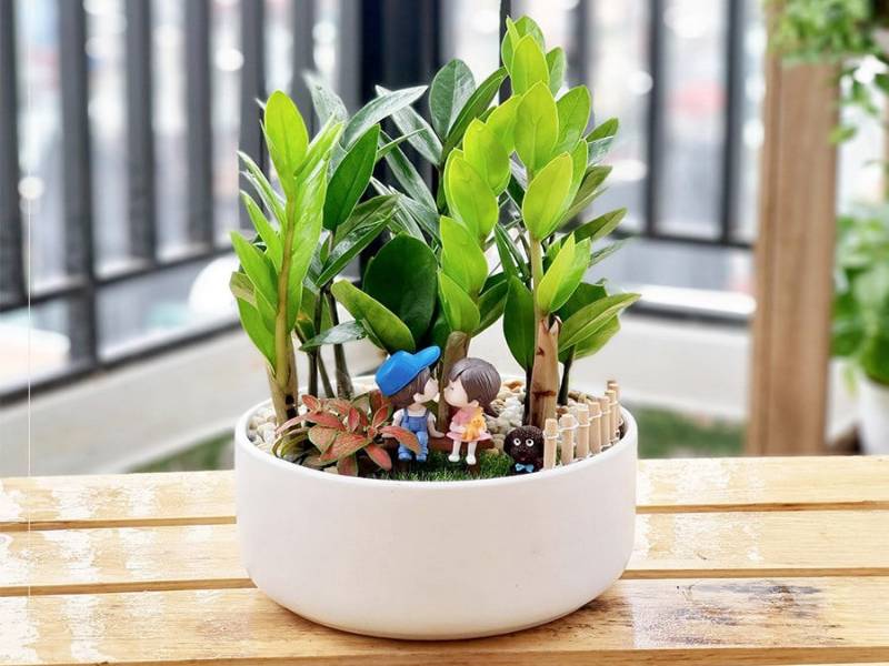 Cây kim tiền phù hợp với gia chủ tuổi Tý