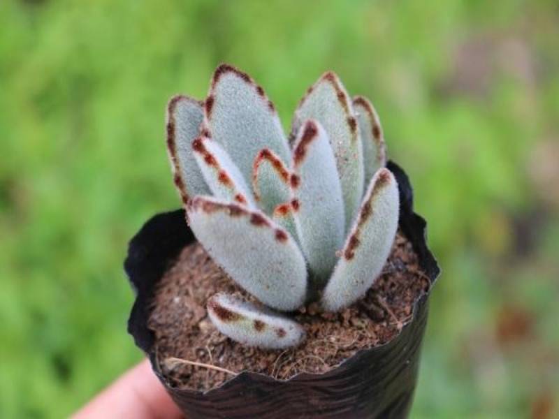 Cây sen nhung viền đen phù hợp với người mệnh Mộc