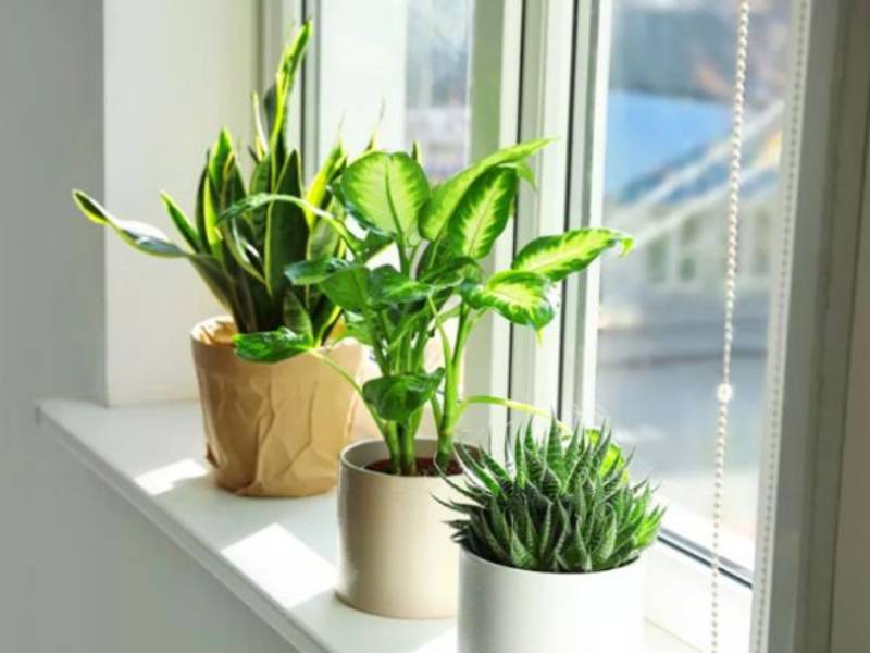 Đặt cây ở vị trí phù hợp giúp phát huy tối đa tác dụng