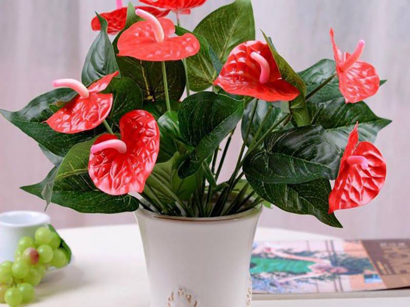 Cây hồng môn mang đến may mắn cho người mệnh Hỏa