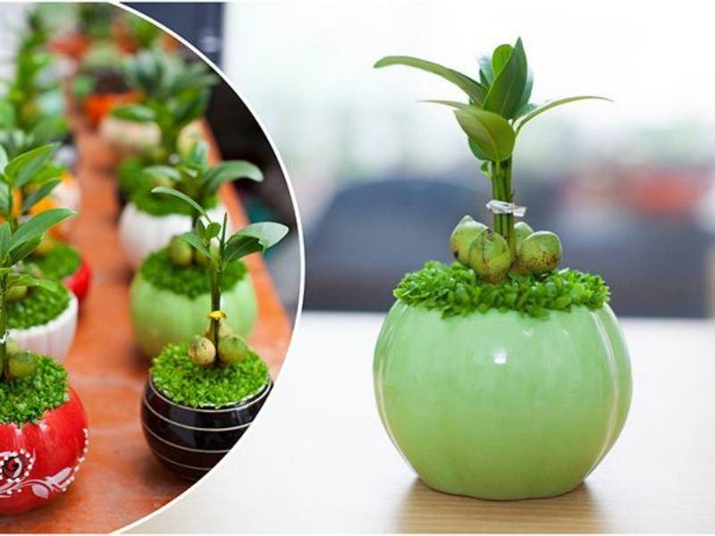 Cây may mắn giúp người mệnh Thổ thu hút thành công