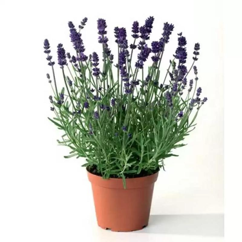 Oải hương (Lavender)