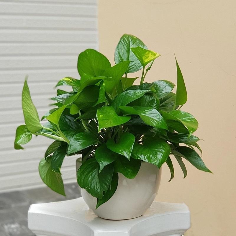 Cây trầu bà