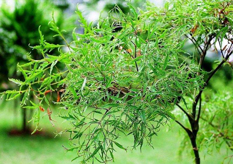 Một số thông tin về loài cây đinh lăng 