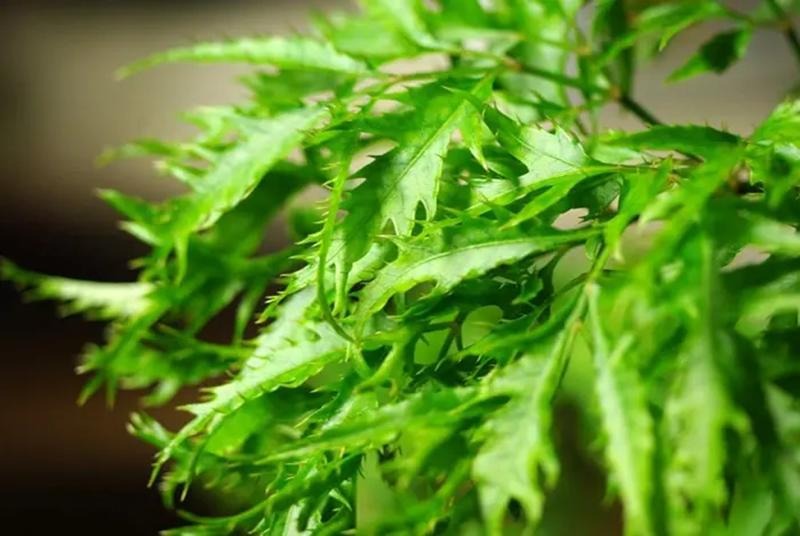 Bật mí những ý nghĩa phong thủy của cây đinh lăng
