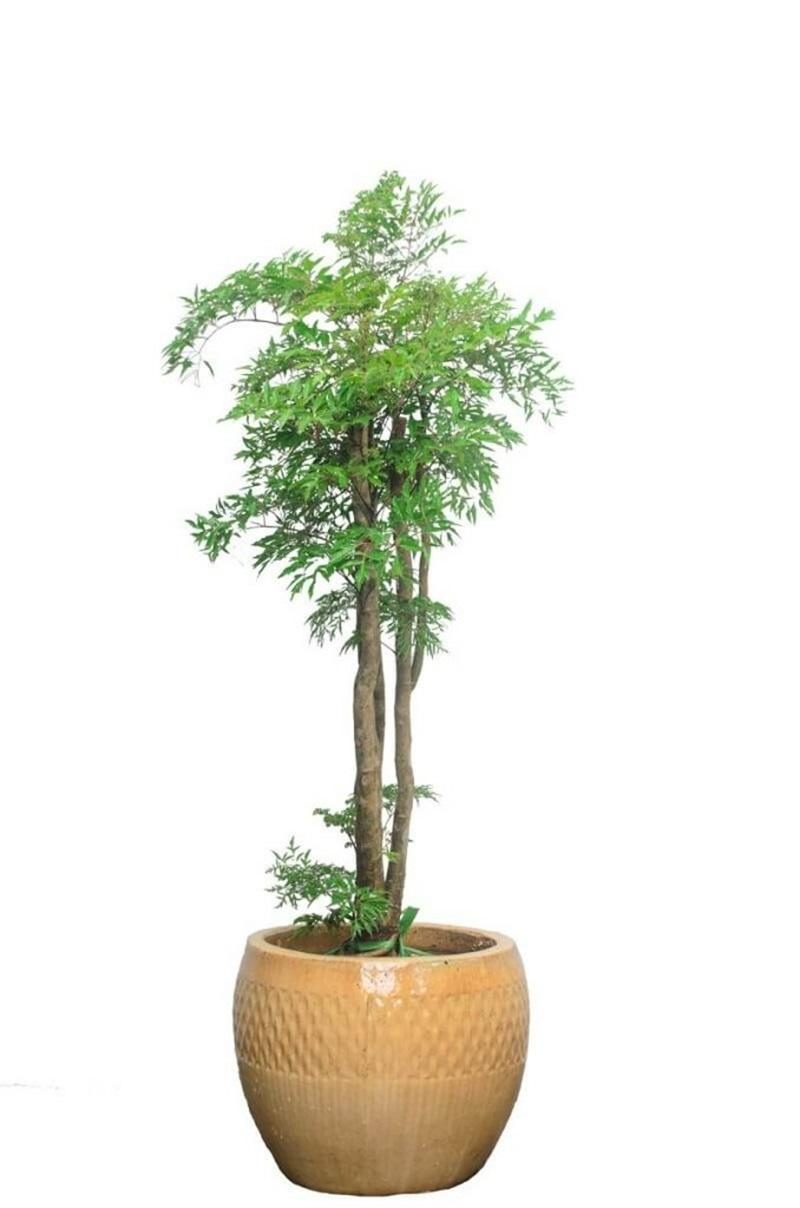 Biểu tượng của sự trường thọ 