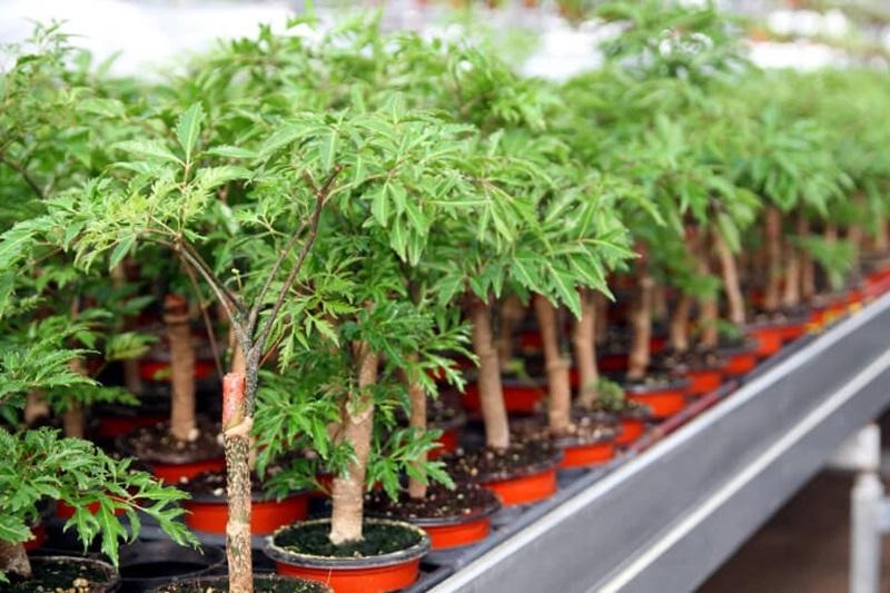 Làm gia vị và thực phẩm