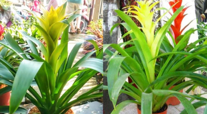 Hướng dẫn cách chăm sóc cây dứa cảnh nến chi tiết