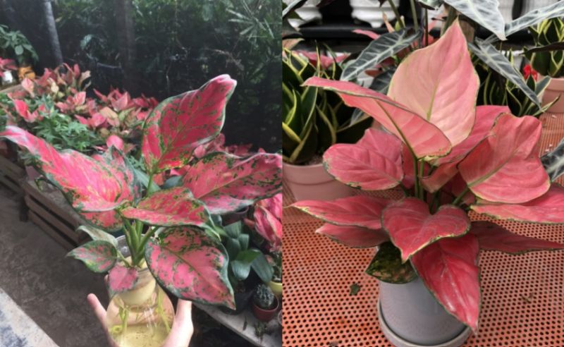 Sự khác nhau của Hồng Phát Lộc và Vạn Lộc