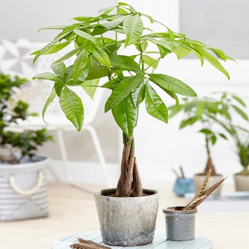 Cây thắt bím tương hợp với các mệnh trong thuyết ngũ hành