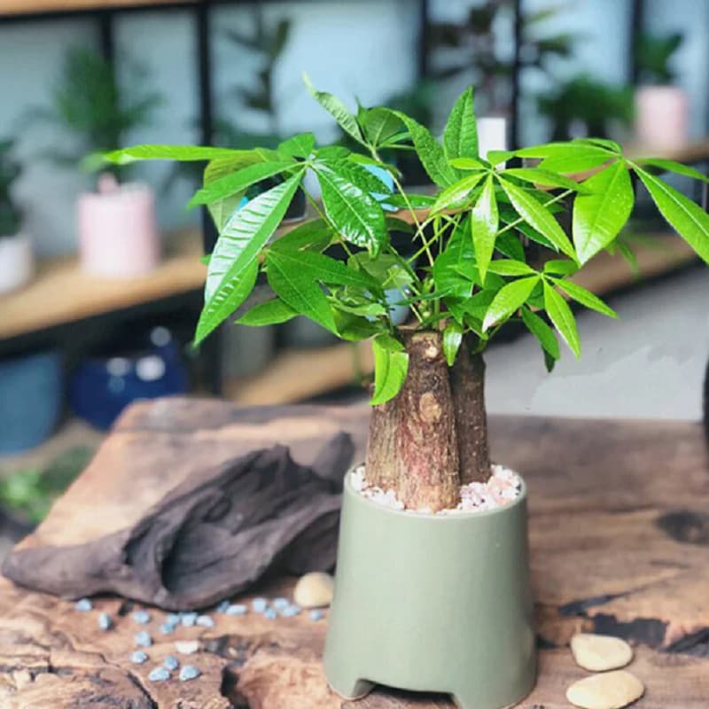 Cây Kim Ngân Tuổi Tuất: Bí quyết phong thủy thu hút tài lộc