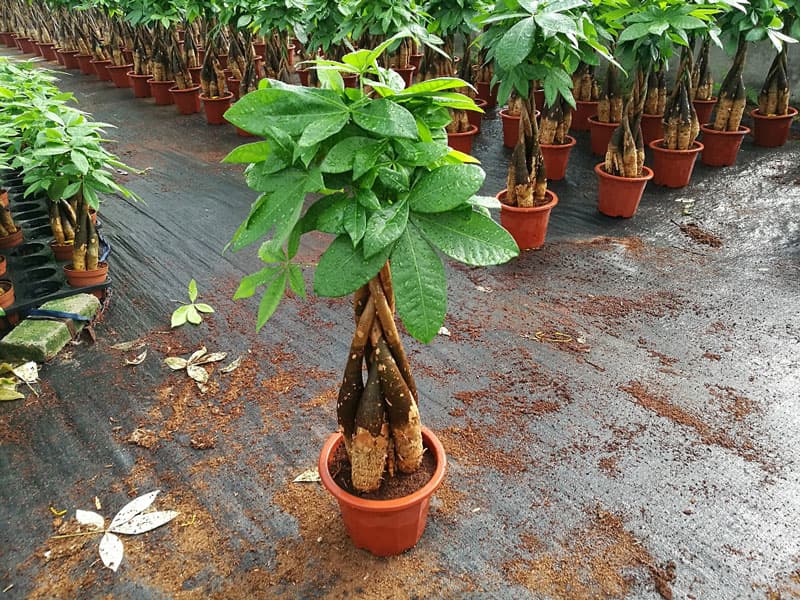 Bạn có thể trồng kim ngân bằng hạt hoặc giâm cành