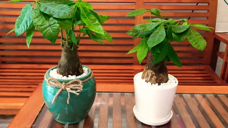 Khi đặt ở trong nhà, bạn hãy tưới theo định kỳ 1 tuần 1 lần kiểu phun sương