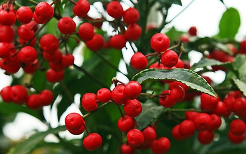 Ý nghĩa của Kim Ngân Lượng trong phong thủy
