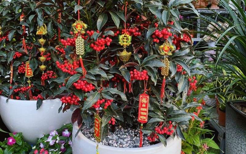 Loài cây Kim Ngân Lượng phù hợp với mệnh gì?