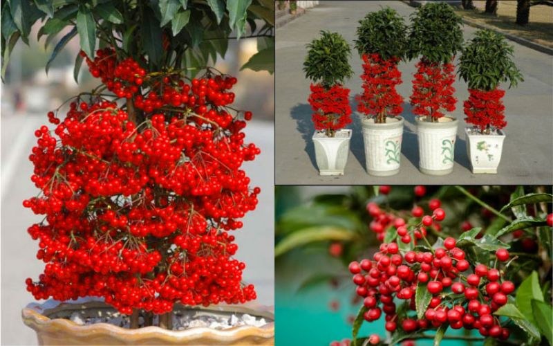 Hướng dẫn chăm sóc cây Ngân Lượng sau tết