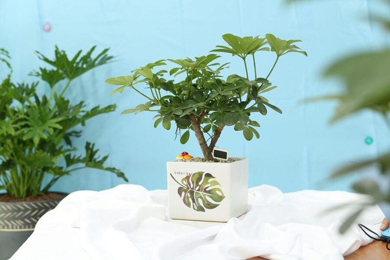 Một số thông tin thú vị về cây ngũ gia bì