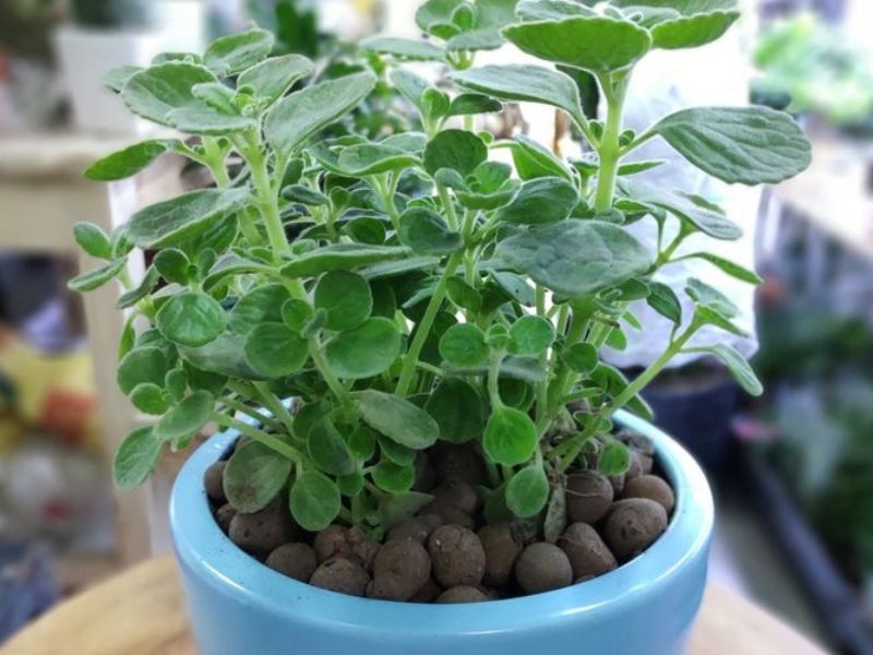 Bí quyết trồng cây sen thơm